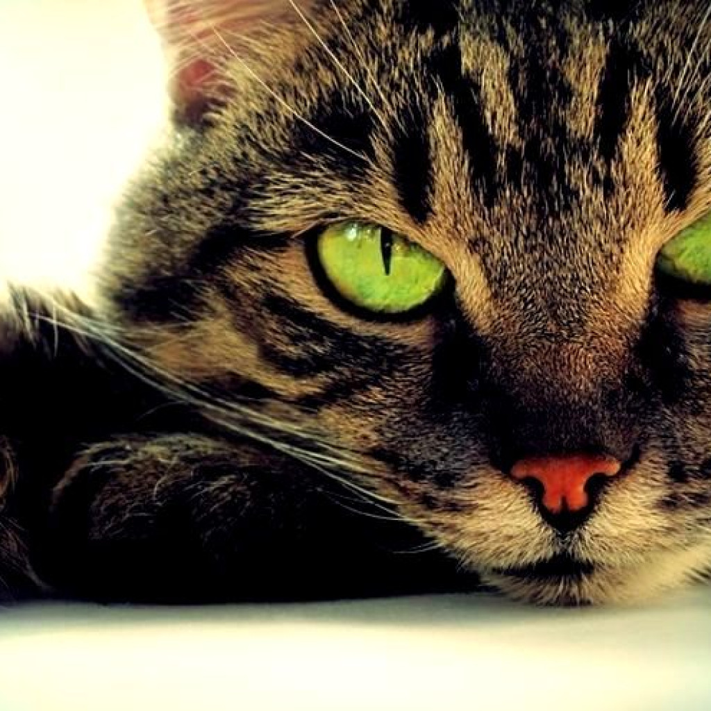 BAGAIMANA HUKUM JUAL BELI KUCING IRTAQI    