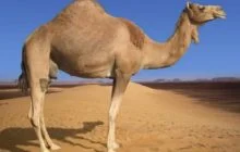 SYARAT-SYARAT HEWAN KURBAN