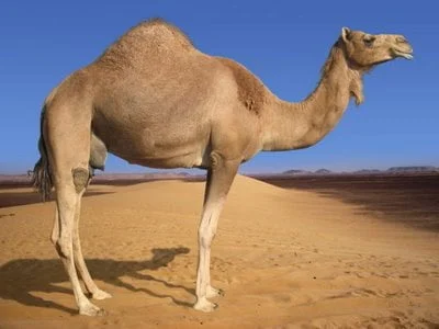 SYARAT-SYARAT HEWAN KURBAN