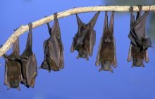 HUKUM MEMAKAN KELELAWAR