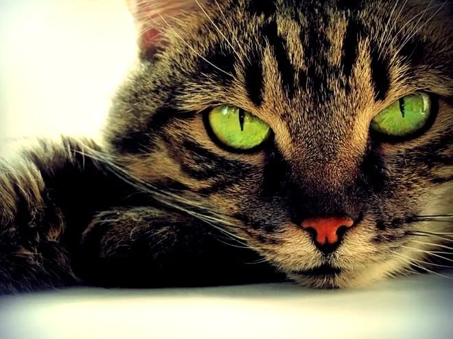 BAGAIMANA HUKUM JUAL BELI KUCING?