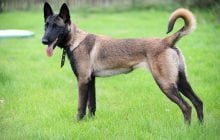 ADAKAH SEJARAH MENGAPA ANJING DIHARAMKAN?