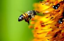 ZUNBURIYYAH, KISAH DEBAT NAHWU ANTARA SIBAWAIH DENGAN AL-KISA'I (3)