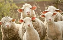 BAGAIMANA CARA BERKURBAN ATAS NAMA KELUARGA?