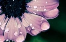 PERBEDAAN CIRI MANI DAN KEPUTIHAN