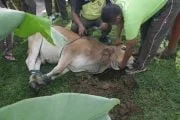 HUKUM MENYEMBELIH SENDIRI HEWAN KURBAN