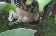 HUKUM MENYEMBELIH SENDIRI HEWAN KURBAN