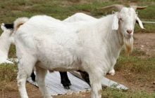 AQIQAH SETELAH DEWASA, ADAKAH?