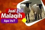 JUAL BELI MALAQIH, APA ITU?
