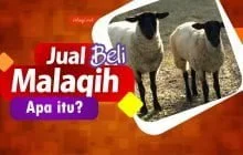 JUAL BELI MALAQIH, APA ITU?
