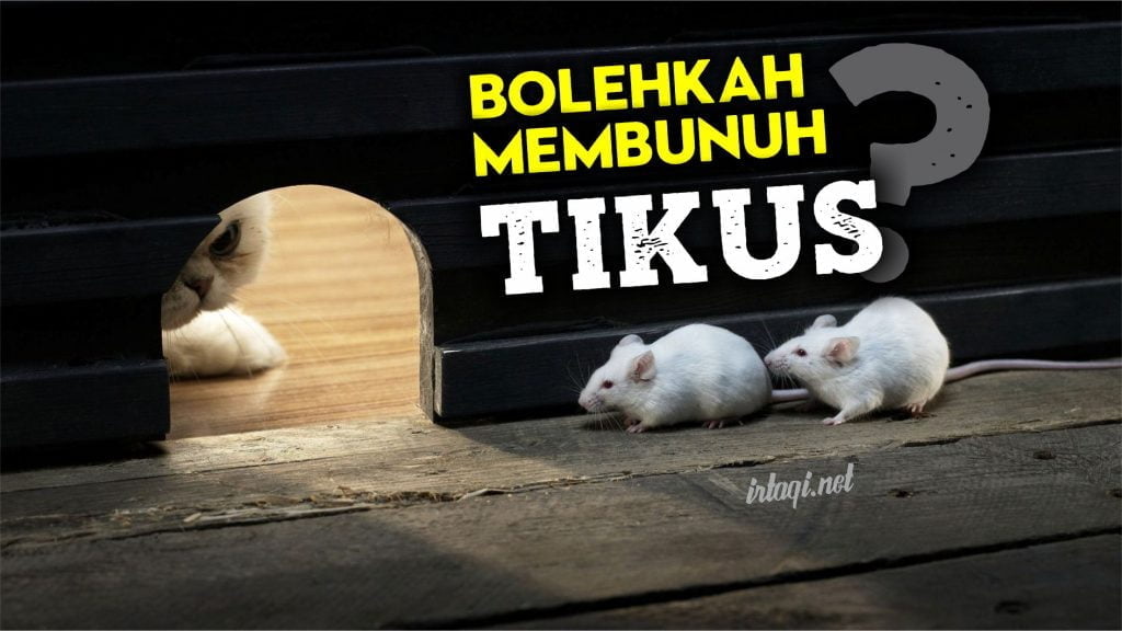 Cara membunuh tikus dalam islam