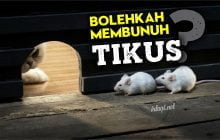 BOLEHKAH MEMBUNUH TIKUS?