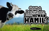 BOLEHKAH BERKURBAN DENGAN HEWAN HAMIL?