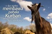 APA MAKNA MEMBAWA PAHALA KURBAN DENGAN TANDUK, BULU DAN KUKUNYA?