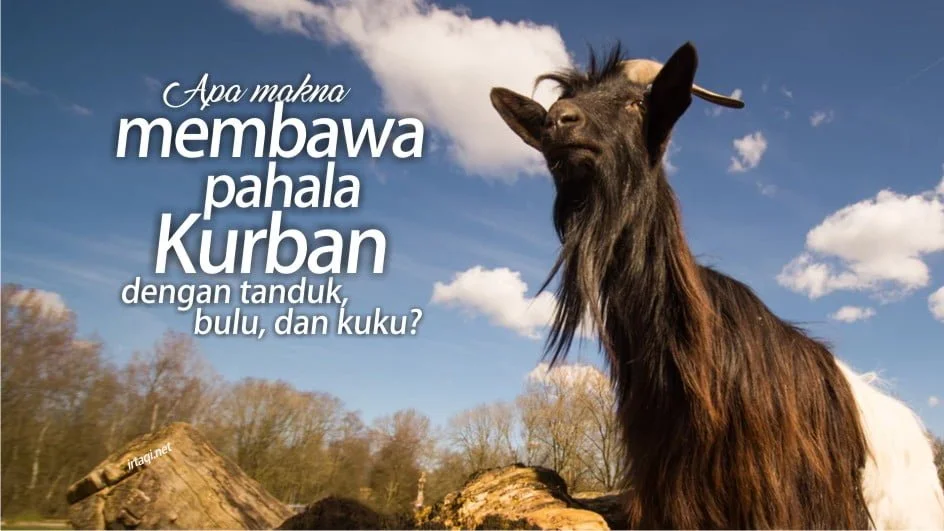 APA MAKNA MEMBAWA PAHALA KURBAN DENGAN TANDUK, BULU DAN KUKUNYA?