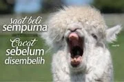 HEWAN KURBAN DIBELI DALAM KEADAAN SEMPURNA, KEMUDIAN CACAT SEBELUM DISEMBELIH, BAGAIMANA HUKUMNYA?