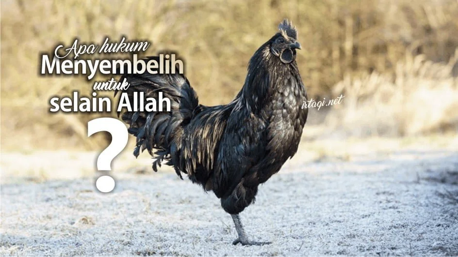 APA HUKUM MENYEMBELIH DENGAN NIAT DIPERSEMBAHKAN KEPADA SELAIN ALLAH?
