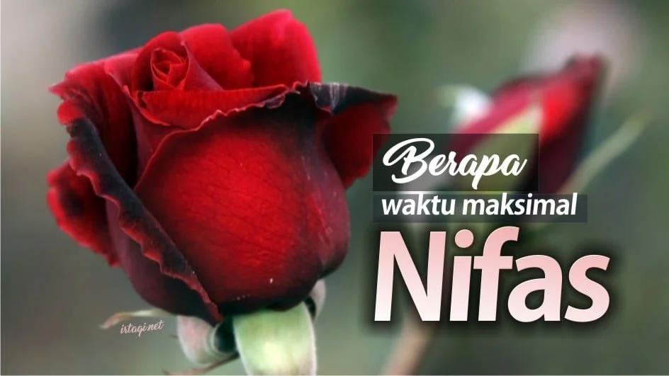 BERAPA MASA MAKSIMAL NIFAS?
