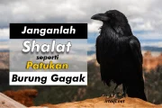 JANGANLAH SALAT SEPERTI PATUKAN BURUNG GAGAK