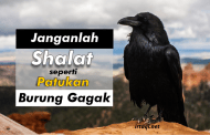 JANGANLAH SALAT SEPERTI PATUKAN BURUNG GAGAK