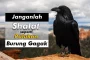 JANGANLAH SALAT SEPERTI PATUKAN BURUNG GAGAK