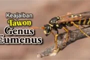 KEAJAIBAN TAWON GENUS  EUMENUS