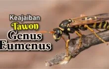 KEAJAIBAN TAWON GENUS  EUMENUS