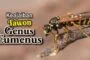 KEAJAIBAN TAWON GENUS  EUMENUS