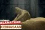 PENGALAMAN DISELAMATKAN NYAWA