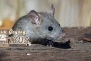 KASIH SAYANG SI IBU TIKUS