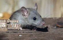 KASIH SAYANG SI IBU TIKUS