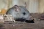 KASIH SAYANG SI IBU TIKUS