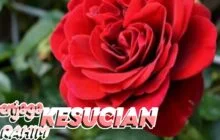 MENJAGA KESUCIAN RAHIM