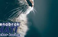 MENABRAK MATI SEEKOR KUCING