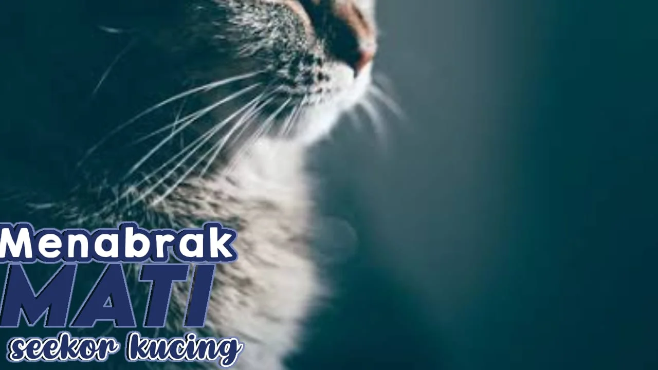 MENABRAK MATI SEEKOR KUCING