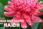IJTIHAD SAḤAB DAN TALFĪQ DALAM HAID