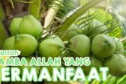 JADILAH HAMBA ALLAH YANG BERMANFAAT