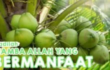 JADILAH HAMBA ALLAH YANG BERMANFAAT
