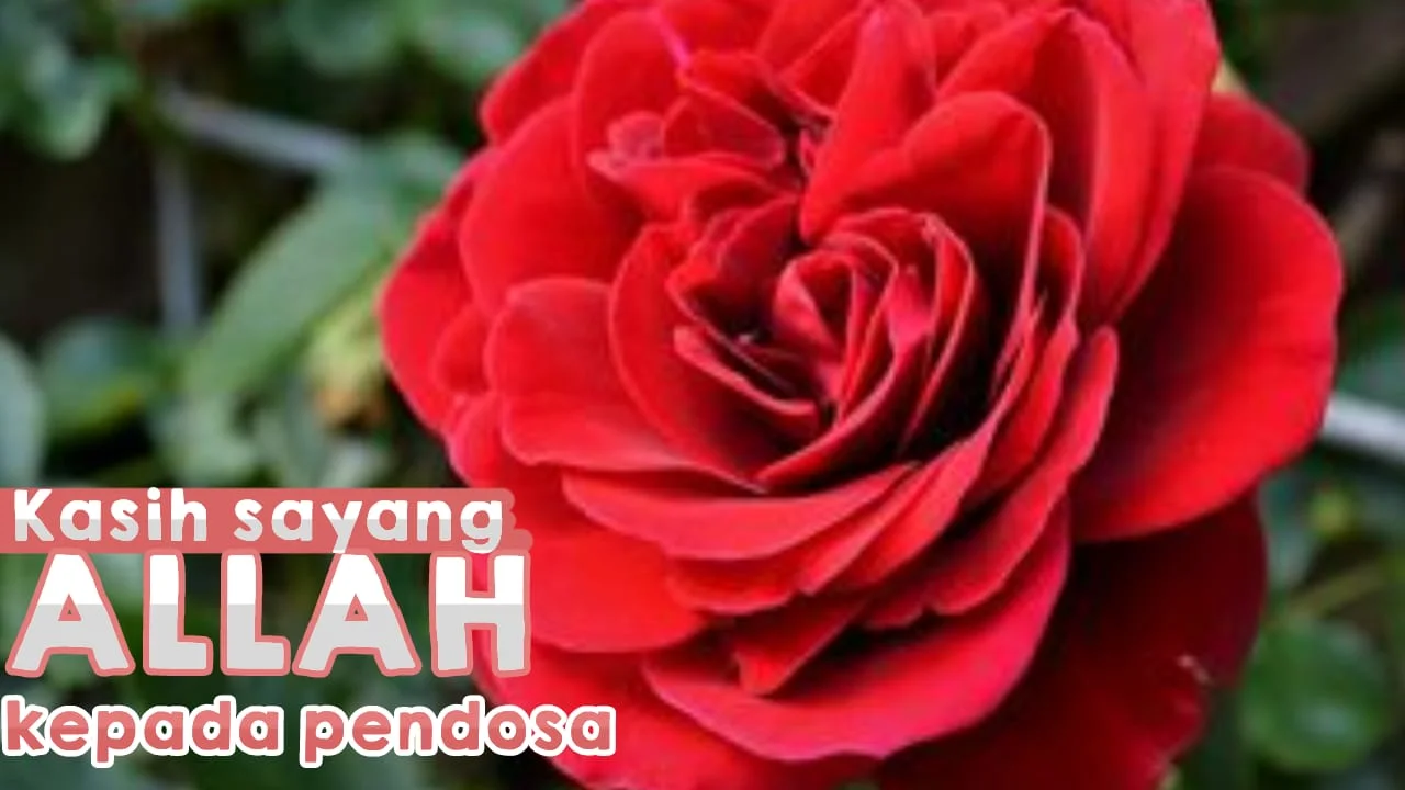 KASIH SAYANG ALLAH KEPADA PENDOSA