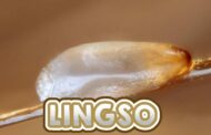 LINGSO