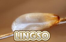 LINGSO