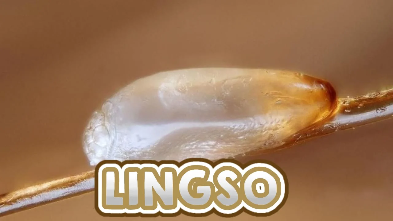 LINGSO