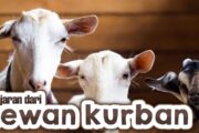 PELAJARAN DARI HEWAN KURBAN