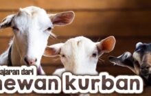 PELAJARAN DARI HEWAN KURBAN