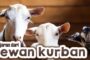PELAJARAN DARI HEWAN KURBAN