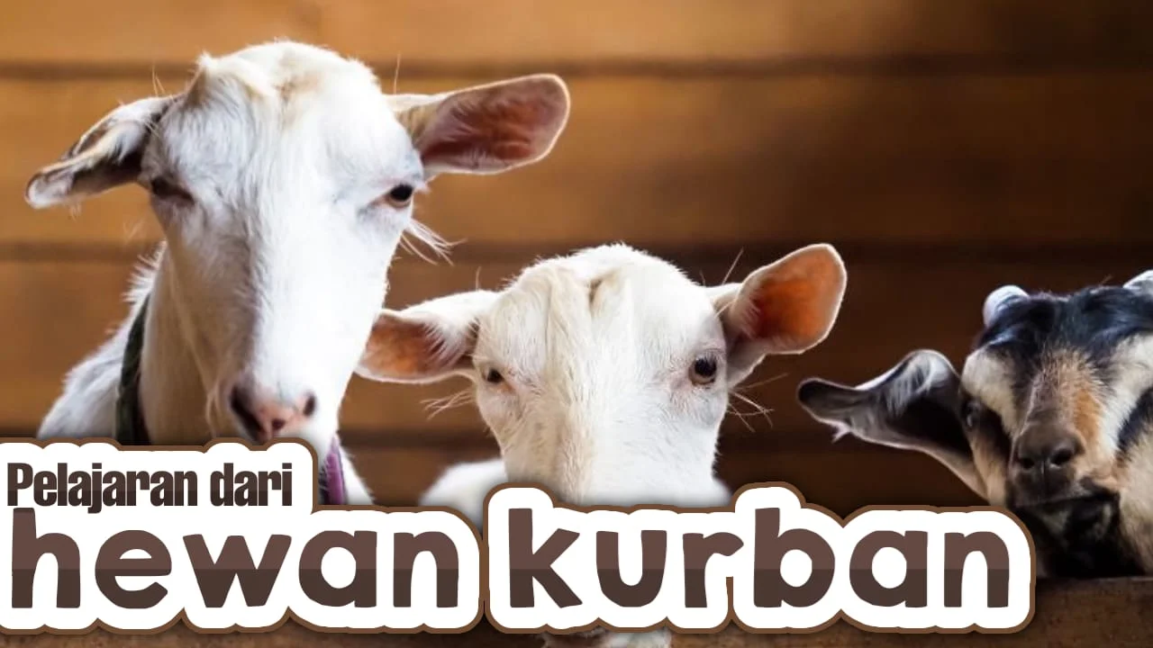 PELAJARAN DARI HEWAN KURBAN
