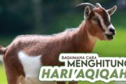 BAGAIMANA CARA MENGHITUNG HARI AKIKAH?